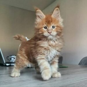 main coon ,Siamese, European Shorthair Mixed-breed (Moggie)Mixed-breed (Callejero)Spanish Blue,Catalan, British,Shorthair,Maine Coon, Persian, Bengal, Ragdoll, Russian Blue,Sphynx for adoption in Spain