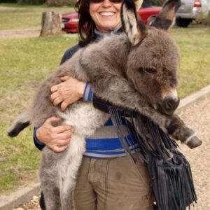 Donkeys for sale in spain