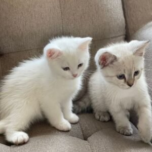 cats and kittens for adoption in Spain{domestic short hair, Siamese, Bengal, british short hair,abyssinian, persian,main coon, ragdoll, norwegian forest cat,phynx peterbald,domestic longhair}