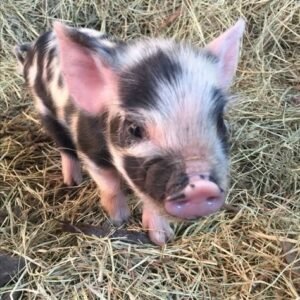 pigs and piglets for sale in spain