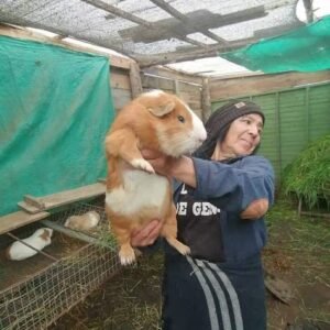 Guinea pigs for sale in spain