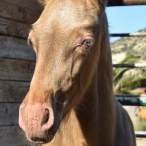 Andalusian (Pura Raza Española)Asturcón, Galician Pony (Caballo de Pura Raza Gallega) Hispano-Bretón,Lusitano For sale in Spain