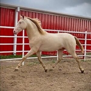 Andalusian (Pura Raza Española)Asturcón, Galician Pony (Caballo de Pura Raza Gallega) Hispano-Bretón,Lusitano For sale in Spain