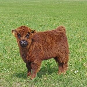 miniature highland cattle for sale in spain