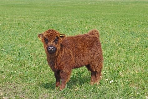 miniature highland cattle for sale in spain