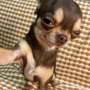 Chihuahua puppies for adoption in spain