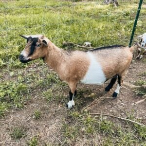 goats and nigerian dwarf goats for sale in spain